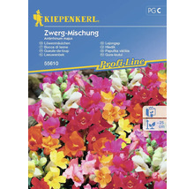 KIEPENKERL Bloemenzaden Leeuwenbek Dwerg Mix 50 st.