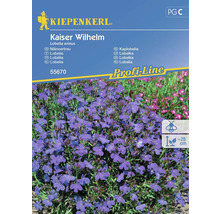 KIEPENKERL Bloemenzaden Lobelia Kaiser Wilhelm 50 st.