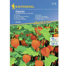 Kiepenkerl Giganta lampionplant zadenpakket