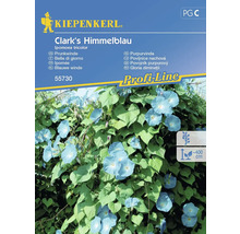 KIEPENKERL Bloemenzaden Dagbloem Clark'S Himmelblau 20 st.