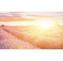 Lavendelveld bij zonsopgang