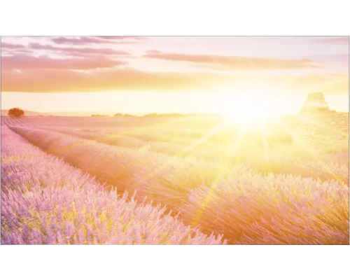 Lavendelveld bij zonsopgang