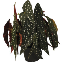 FLORASELF Stippenplant Begonia Maculata potmaat Ø 17 cm H 32 cm