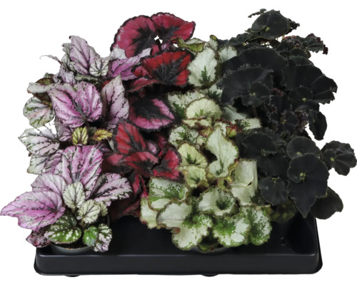 FLORASELF Begonia Rex Mix potmaat Ø 6 cm H 12 cm