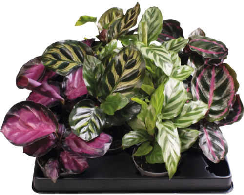 FLORASELF Pauwenplant Calathea mix potmaat Ø 6 cm H 12 cm