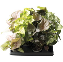 Syngonium kamerplantenassortiment op een plaat