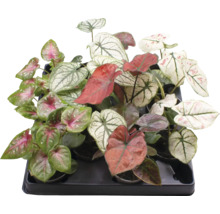 Tray met verschillende Caladium kamerplanten