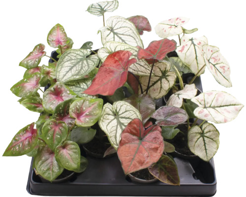 FLORASELF Caladium mix potmaat Ø 6 cm H 12 cm