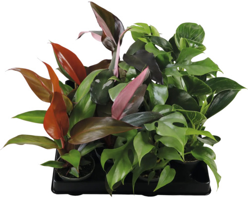 FLORASELF Philodendron mix potmaat Ø 6 cm H 15 cm