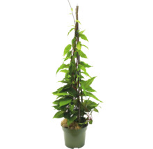 Klimplant in pot met klimrek