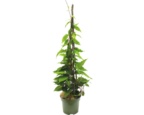 Klimplant in pot met klimrek