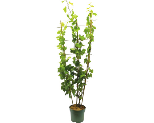 FLORASELF BIO Druif Vitis vinifera 'Regent' und Vitis vinifera 'Phönix' potmaat 20 liter H 150 cm