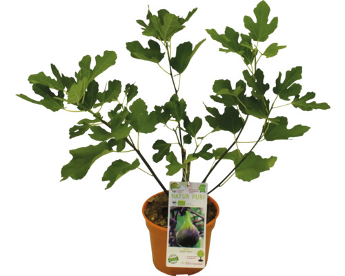 Vijgenboom in pot met label