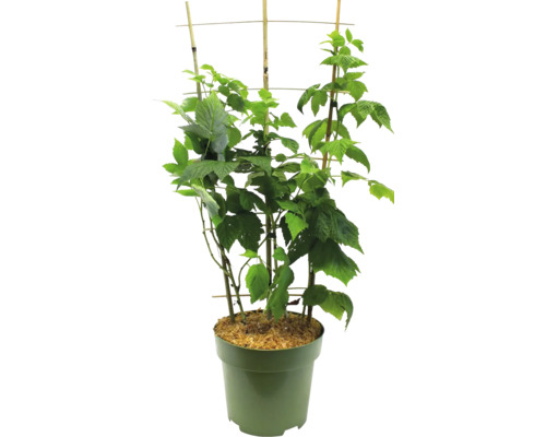 Frambozenplant in pot met klimhulp