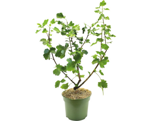 Aalbes in pot met groene bladeren