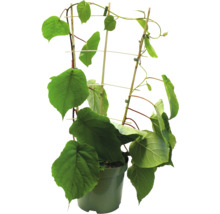 Kiwiboom in pot met klimhulp