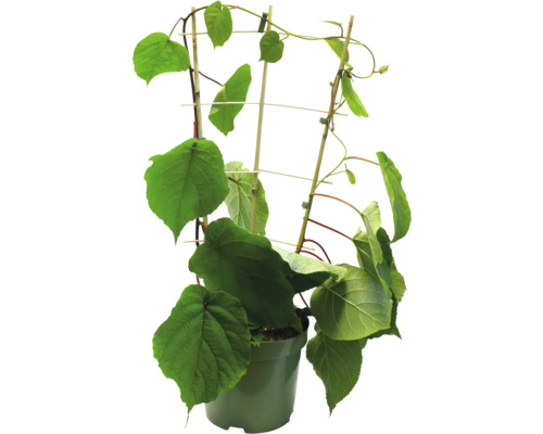 Kiwiboom in pot met klimhulp