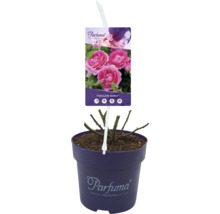 Roos Traulein Maria in pot