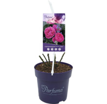 Gartenprinzessin Marie-Jose roos in pot