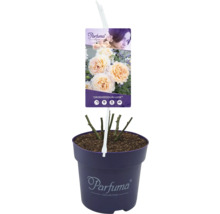 Roos ''Großherzogin Luise'' in pot