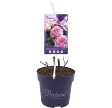 Rozenplant ''Rosengräfin Marie Henriette'' in pot