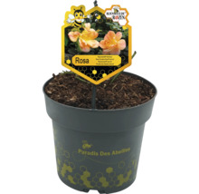 Roos in pot, soort Rosa