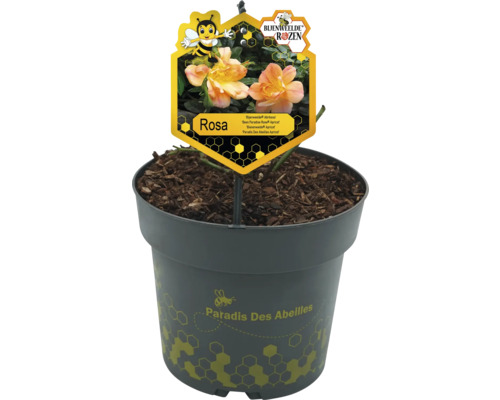 Roos in pot, soort Rosa