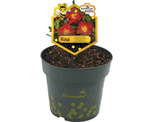 Potroos Rosa in pot
