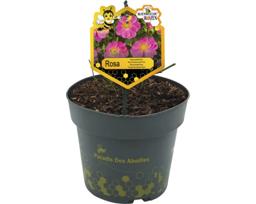 Potroos Rosa in pot