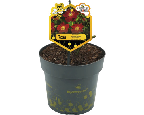 Roos in pot met rasnaam Rosa