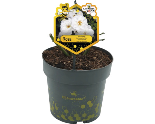 Rosa in pot met soortbord