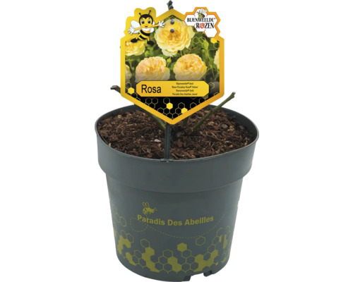 Gele roos in pot, soort Paradis des Abeilles