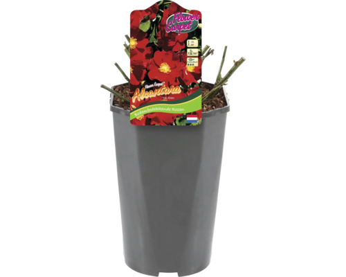 Bodem bedekkende roos in pot