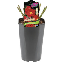 Heidevuur bodembedekker roos in pot