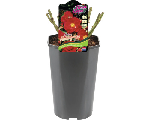 Heidevuur bodembedekker roos in pot