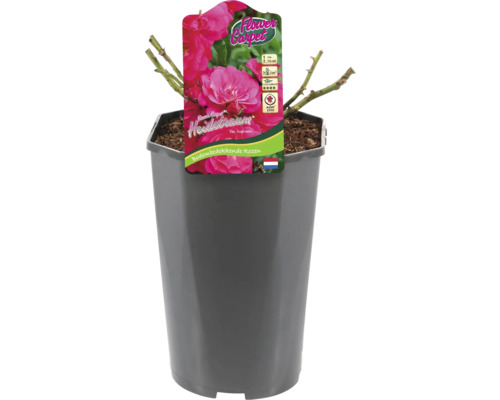 Bodembedekkende roos ''Heidetraum'' in pot