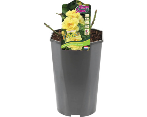 Bodem bedekkende roos Loredo in pot