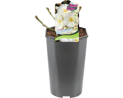 Bodembedekkende roos Schneeflocke in pot