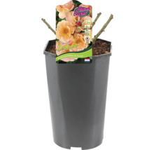 Sedana bodembedekkende roos in pot