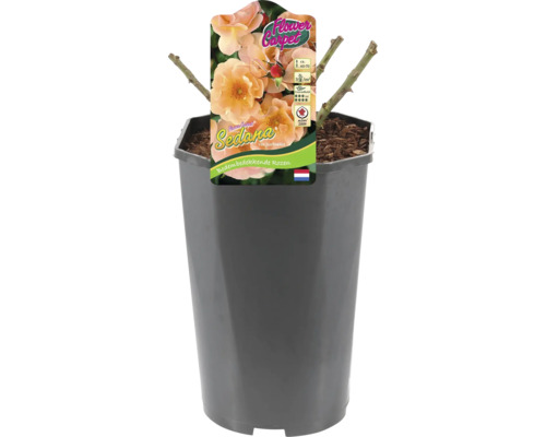 Sedana bodembedekkende roos in pot