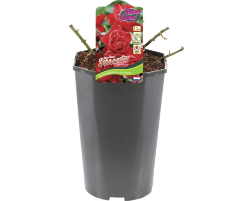 Bodembedekkende roos Sorrento in pot