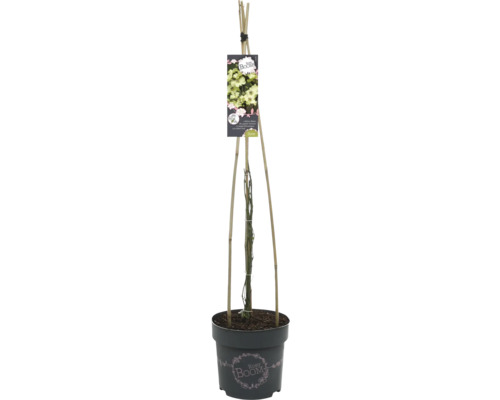 Clematis in pot met klimhulp