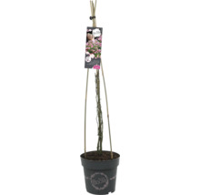 Klimroos in pot met klimhulp