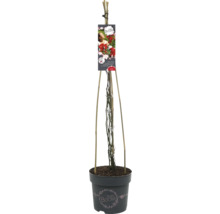 Klimroos in pot met klimhulp