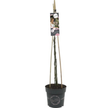 Klimroos in pot met klimhulp en productlabel