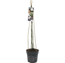 Klimroos in pot met klimhulp