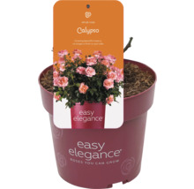 Calypso struikroos in pot