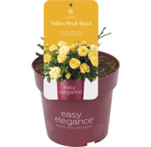 Gele perkroos Yellow Brick Road in pot
