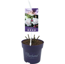 Roos in pot met label ''Constanze Mozart''