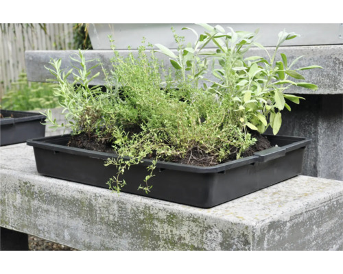 Kruiden in plantenbak op stenen tafel